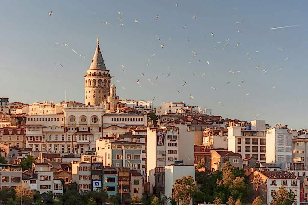 aerial view of buildings and flying birds