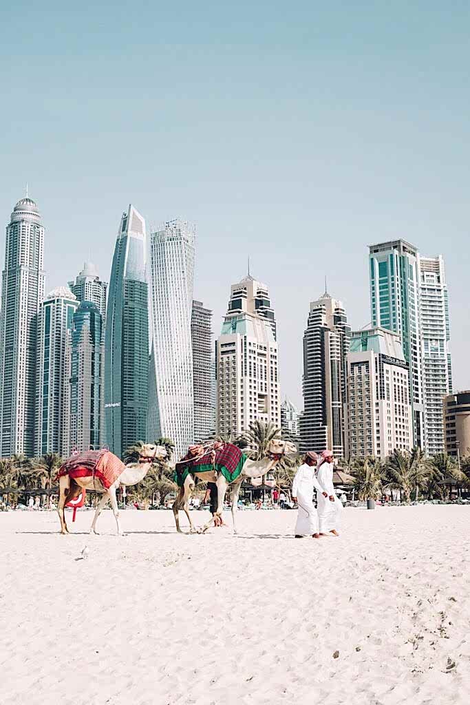 camels on beach sands